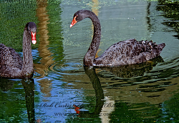 Cygnus atratus  BLACK SWAN 301628+