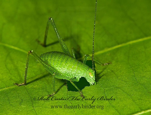 Amblycorypha~  ROUND-HEADED KATYDID~ 8014708z