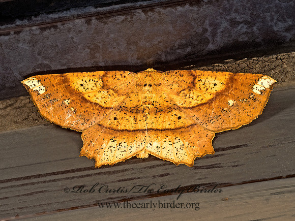 Euchlaena amoenaria  ENNOMINAE GEOMETER 9048054z