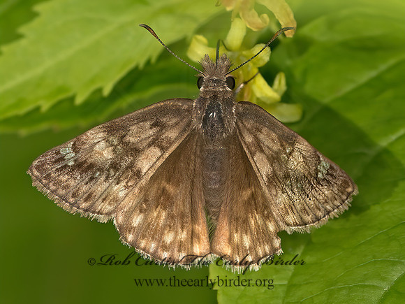 Erynnis juvenalis  JUVENAL'S DUSKYWING 9031808z