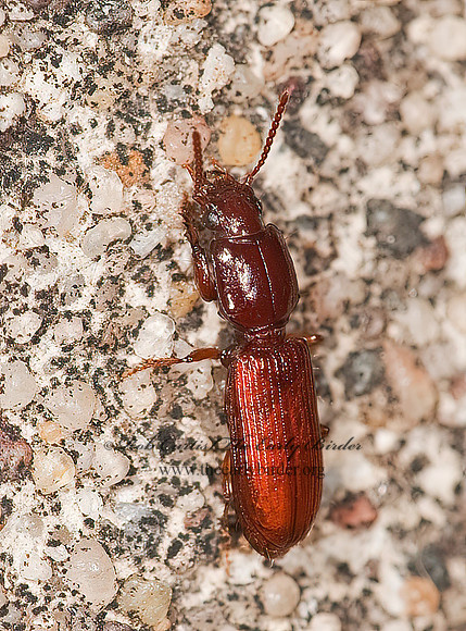 Clivina impressefrons   SLENDER SEEDCORN BEETLE 8023294z
