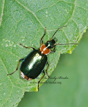 Lebia viridipennis 6017010 z