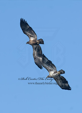 Haliaeetus leucocephalus  BALD EAGLE 7014067z