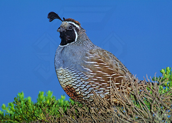 Callipepla californica  CALIFORNIA QUAIL 111220+