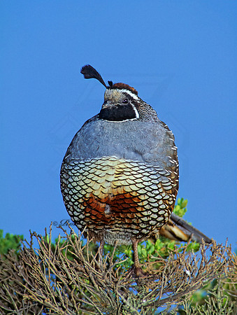Callipepla californica  CALIFORNIA QUAIL 111229+