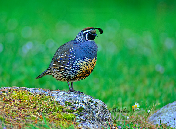Callipepla californica  CALIFORNIA QUAIL 147320+