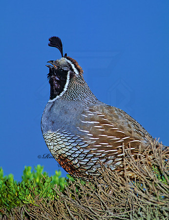 Callipepla californica  CALIFORNIA QUAIL 111219+