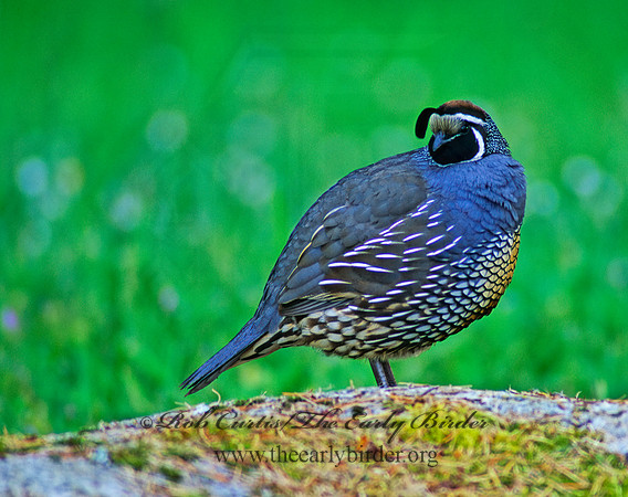 Callipepla californica  CALIFORNIA QUAIL 147318+