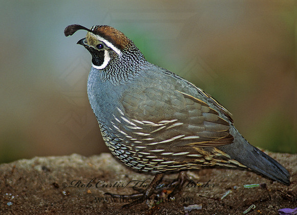 Callipepla californica  CALIFORNIA QUAIL 105826