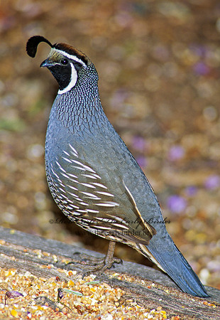 Callipepla californica  CALIFORNIA QUAIL 105907