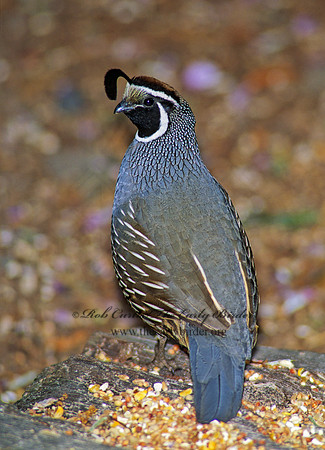 Callipepla californica  CALIFORNIA QUAIL 105910