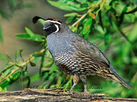Callipepla californica  CALIFORNIA QUAIL 127637+