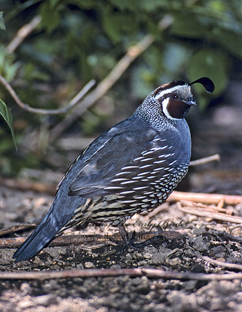 Callipepla californica  CALIFORNIA QUAIL 126825+
