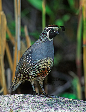 Callipepla californica  CALIFORNIA QUAIL 127435