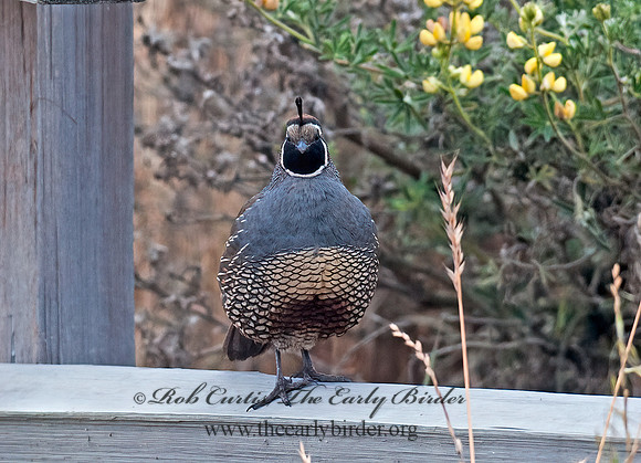 Callipepla californica  CALIFORNIA QUAIL 8037297+