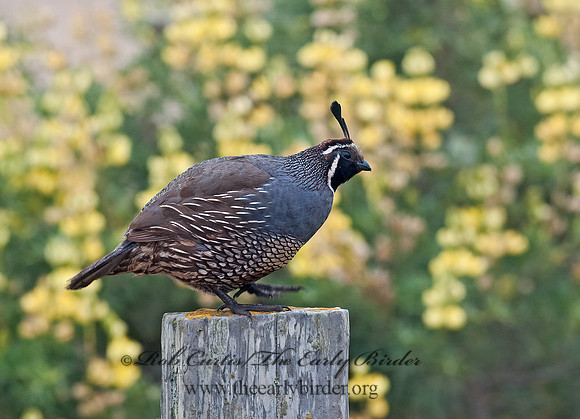 Callipepla californica  CALIFORNIA QUAIL 8037312+