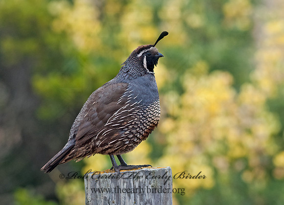 Callipepla californica  CALIFORNIA QUAIL 8037317+