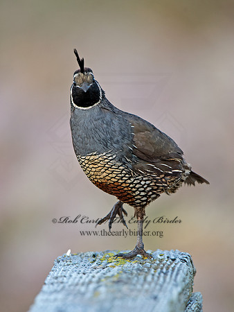 Callipepla californica  CALIFORNIA QUAIL 9059049+