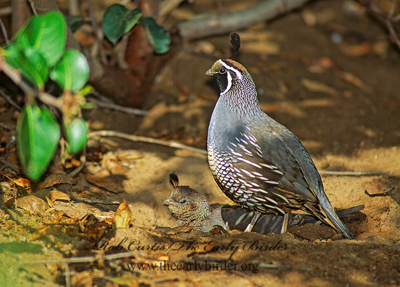 Callipepla californica  CALIFORNIA QUAIL 105732+