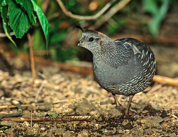 Callipepla californica  CALIFORNIA QUAIL 126901+