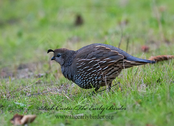 Callipepla californica  CALIFORNIA QUAIL 7017683+