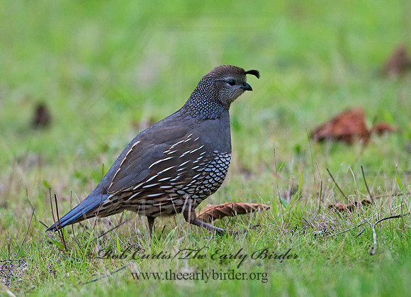 Callipepla californica  CALIFORNIA QUAIL 7017685+