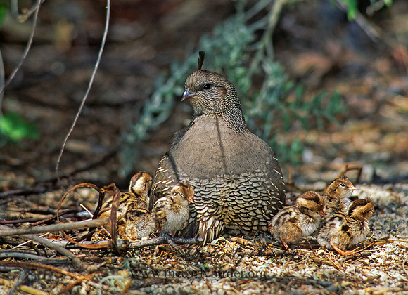 Callipepla californica  CALIFORNIA QUAIL 127425+