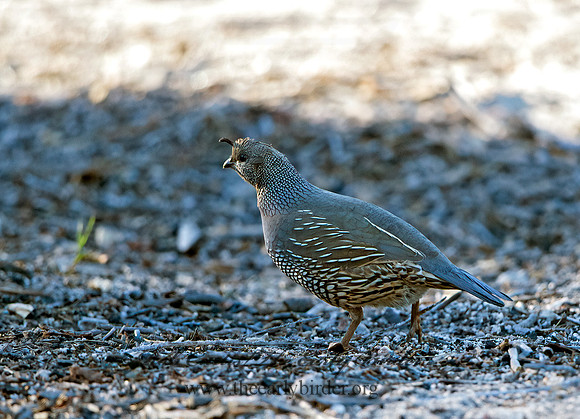 Callipepla californica  CALIFORNIA QUAIL 9057257+