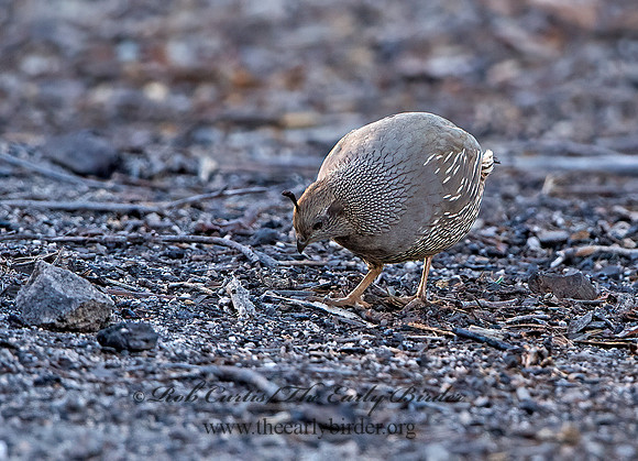 Callipepla californica  CALIFORNIA QUAIL 9057261+