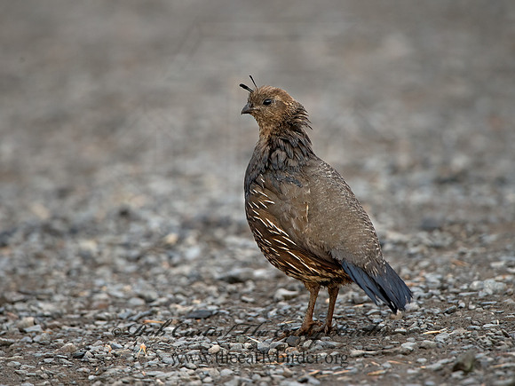 Callipepla californica  CALIFORNIA QUAIL 9059047+