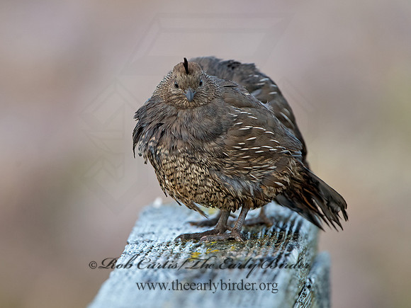 Callipepla californica  CALIFORNIA QUAIL 9059052+
