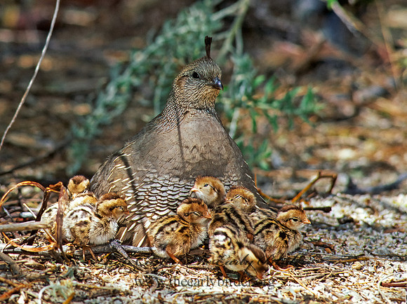 Callipepla californica  CALIFORNIA QUAIL 127428+