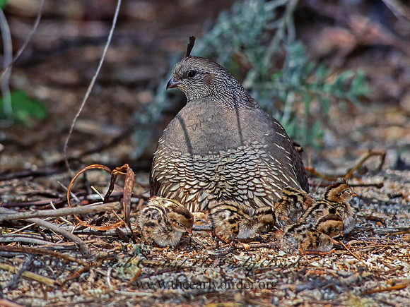 Callipepla californica  CALIFORNIA QUAIL 127431+