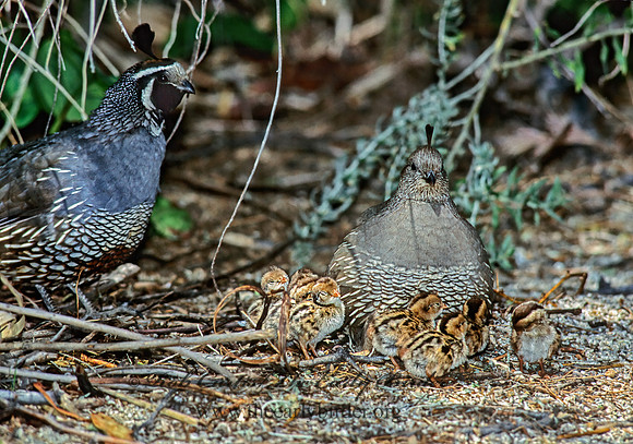 Callipepla californica  CALIFORNIA QUAIL 127427+