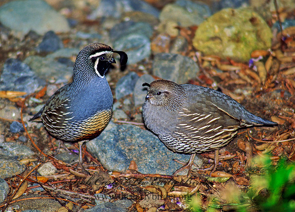 Callipepla californica  CALIFORNIA QUAIL 105920