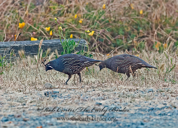 Callipepla californica  CALIFORNIA QUAIL 8037318++