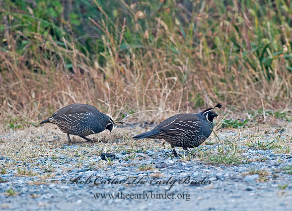 Callipepla californica  CALIFORNIA QUAIL 8037319+