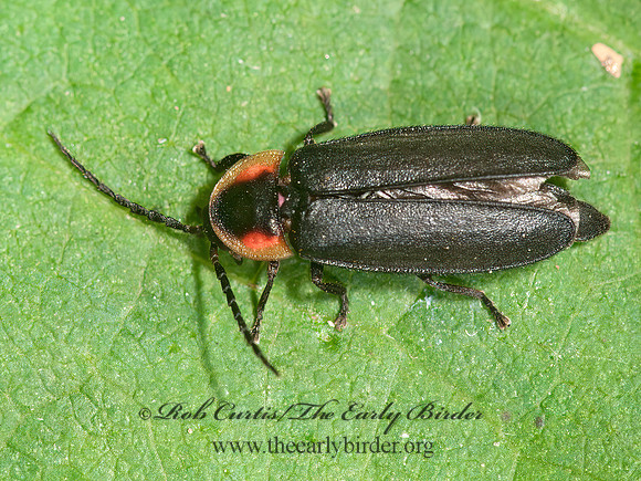 Pyropyga decipiens  FIREFLY 3014413z