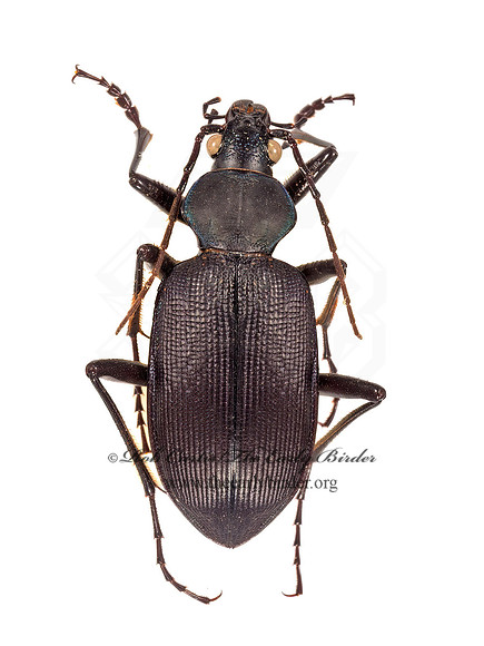 Calosoma angulatum 9015883z