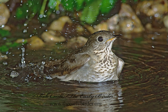 Catharus minimus  GRAY-CHEEKED THRUSH 191621z