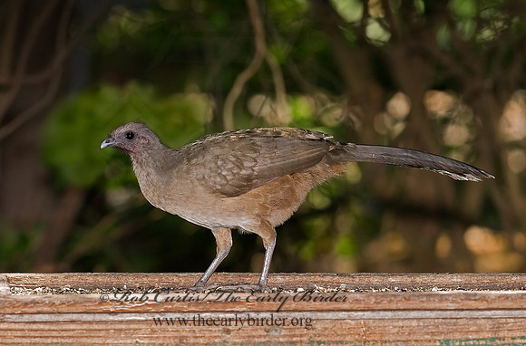 Ortalis vetula  PLAIN CHACHALACA 7005319+