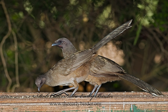 Ortalis vetula  PLAIN CHACHALACA 7005311+