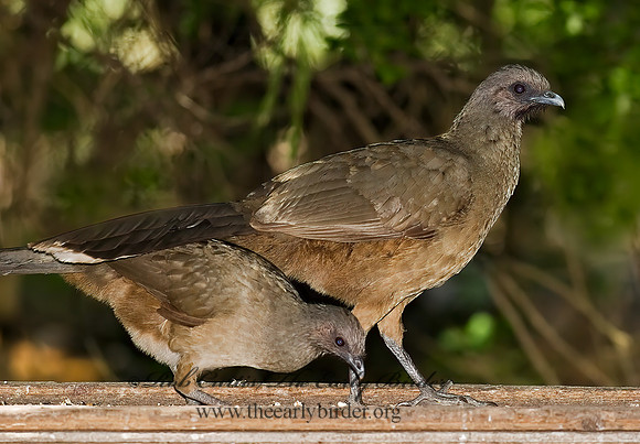 Ortalis vetula  PLAIN CHACHALACA 7005315+