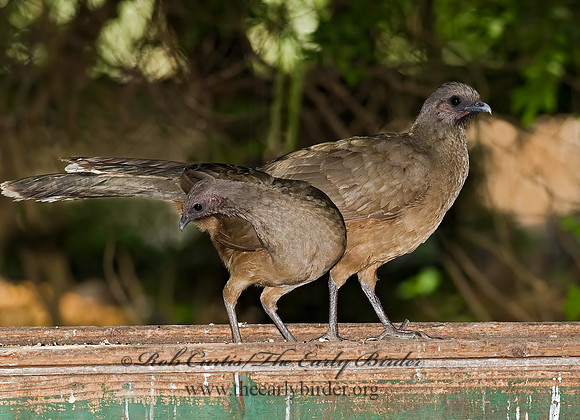Ortalis vetula  PLAIN CHACHALACA 7005316+