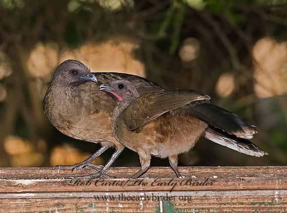 Ortalis vetula  PLAIN CHACHALACA 7005320+