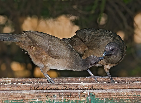 Ortalis vetula  PLAIN CHACHALACA 7005321+