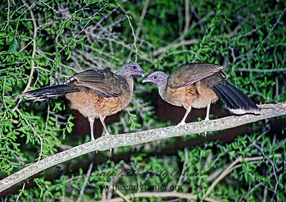 Ortalis vetula  PLAIN CHACHALACA 90726+