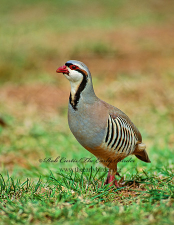 Alectoris chukar  CHUKAR 104634+