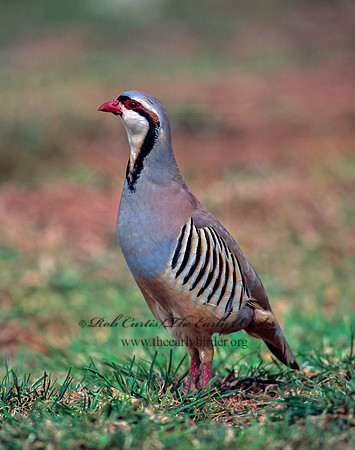 Alectoris chukar  CHUKAR 104637+