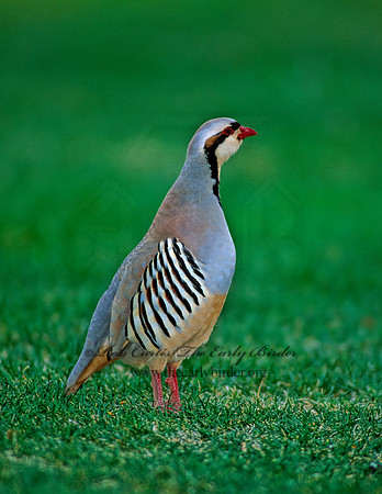 Alectoris chukar  CHUKAR 104806+